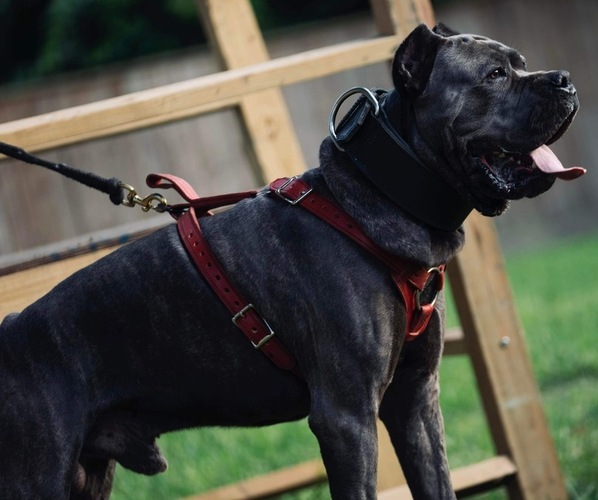 Medium Photo #20  Breeder Profile in DAYTON, TX, USA