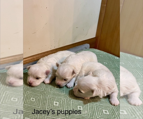 Medium Photo #6  Breeder Profile in LIBERTY, MS, USA