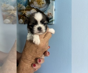 Medium Breeder Profile Photo