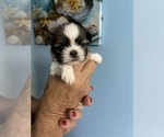 Small breeder photo