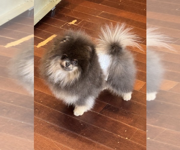 Medium Photo #1  Breeder Profile in KILGORE, TX, USA