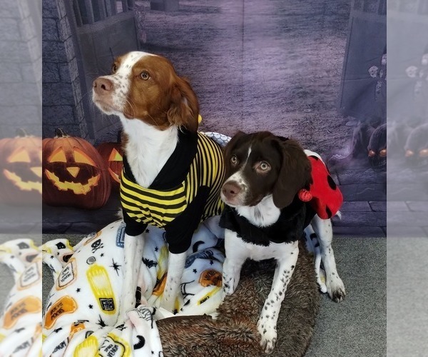 Medium Photo #20  Breeder Profile in HORTENSE, GA, USA