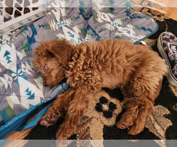 Medium Photo #9  Breeder Profile in GRAND RAPIDS, MI, USA