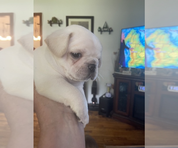 Medium Photo #1  Breeder Profile in BRIDGEPORT, CT, USA