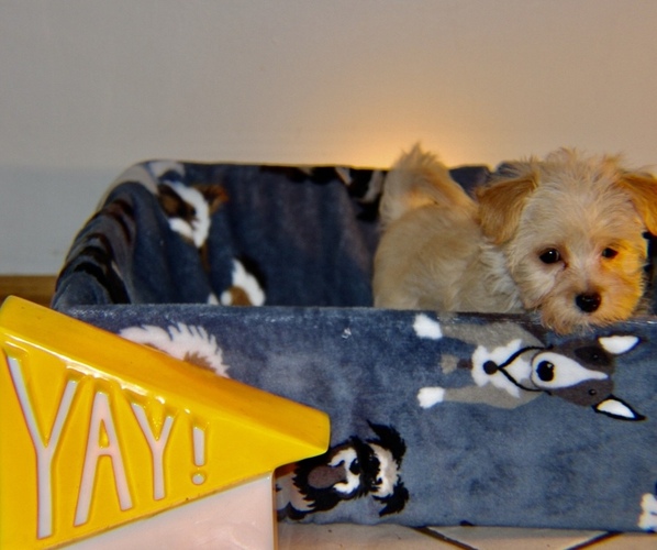 Medium Photo #1  Breeder Profile in CHICAGO, IL, USA