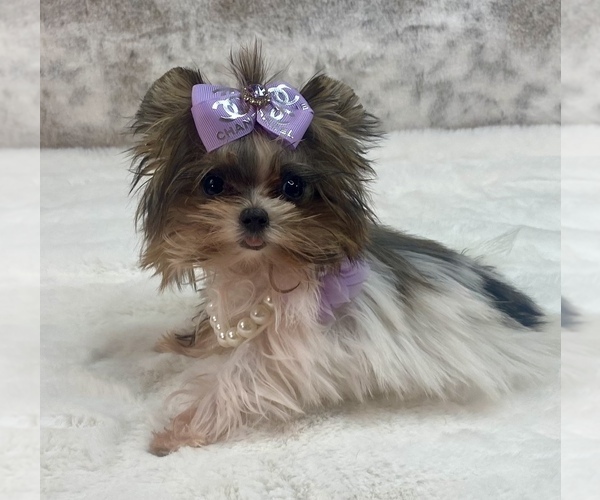 Medium Photo #10  Breeder Profile in STANTONVILLE, TN, USA