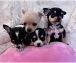 Small breeder photo