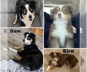 Miniature Australian Shepherd Dog Breeder near DIXON, CA, USA