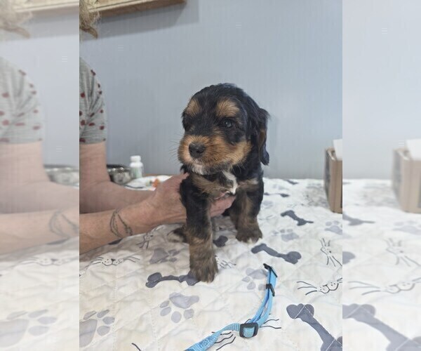 Medium Photo #2  Breeder Profile in MOUNT JACKSON, VA, USA