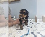 Small #1 Breeder Profile image