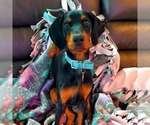 Small #42 Breeder Profile image