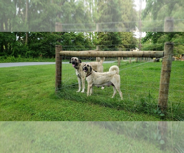 Medium Photo #1  Breeder Profile in HELLERTOWN, PA, USA