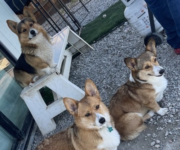 Medium Photo #2  Breeder Profile in OAKLEY, CA, USA