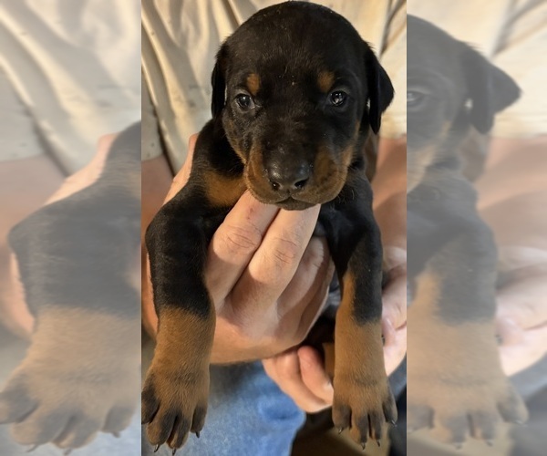 Medium Photo #7  Breeder Profile in KERNERSVILLE, NC, USA