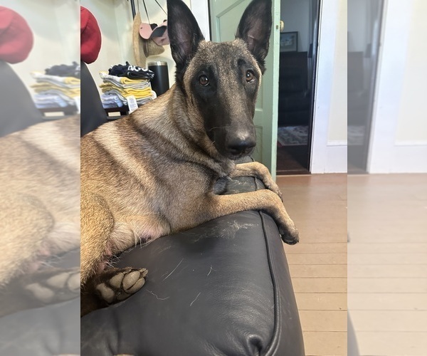 Medium Photo #10  Breeder Profile in WILLIAMS, CA, USA