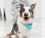 Small #59 Breeder Profile image