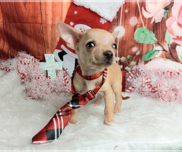 Medium Photo #6  Breeder Profile in CARTHAGE, TX, USA