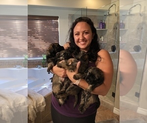 Catalan Sheepdog Dog Breeder near DRAPER, UT, USA