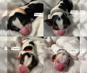 Basset Hound Dog Breeder near FOUNTAIN, CO, USA