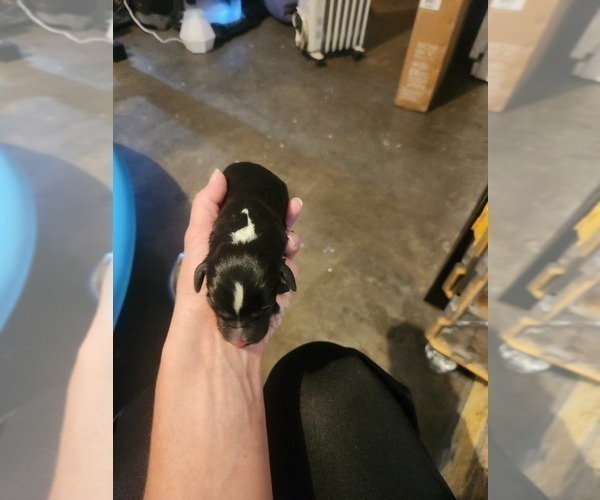 Medium Photo #2  Breeder Profile in MONTROSE, CO, USA