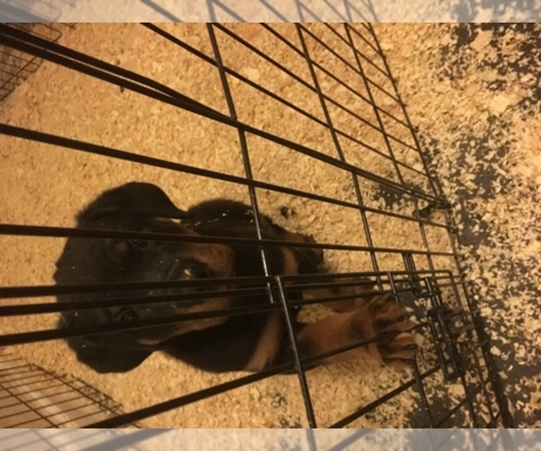 Medium Photo #1  Breeder Profile in VALLEJO, CA, USA