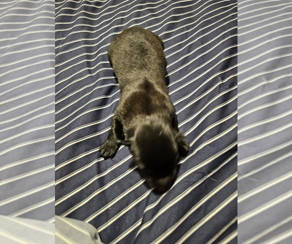 Medium Photo #26  Breeder Profile in SHICKSHINNY, PA, USA