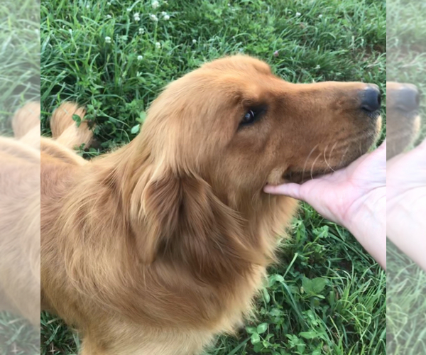 Medium Photo #1  Breeder Profile in PATRICK SPGS, VA, USA