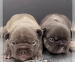 Small breeder photo