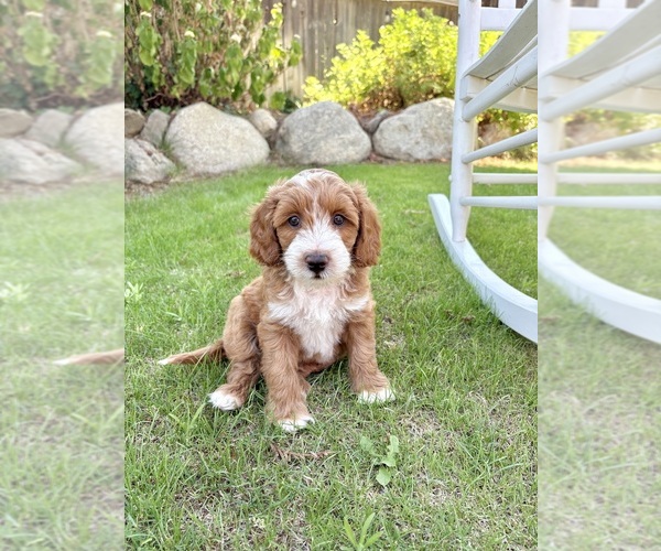 Medium Photo #81  Breeder Profile in BAKERSFIELD, CA, USA