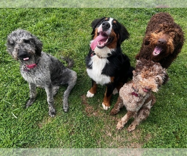 Medium Photo #1  Breeder Profile in OLIN, NC, USA