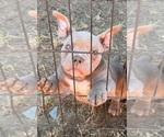 Small #7 Breeder Profile image