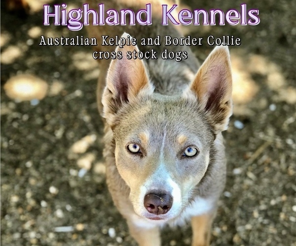 Medium Photo #2  Breeder Profile in CAMAS, WA, USA