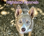 Small #1 Breeder Profile image