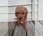 Small #61 Breeder Profile image