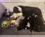 Small breeder photo
