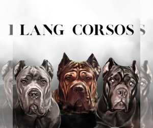 Cane Corso Dog Breeder near AMITY, AR, USA
