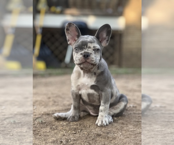 Medium Photo #1  Breeder Profile in WASHINGTON, DC, USA