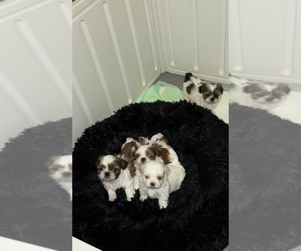 Medium Photo #1  Breeder Profile in HILLSBOROUGH, NJ, USA