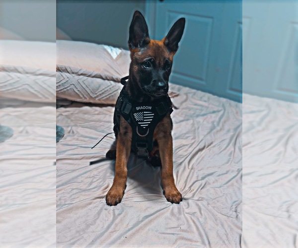 Medium Photo #1  Breeder Profile in WEBSTER, TX, USA