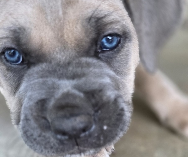 Medium Photo #26  Breeder Profile in BANGS, TX, USA