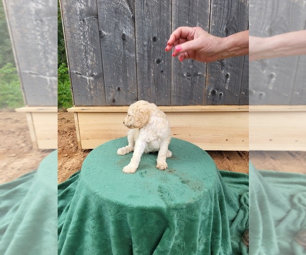 Medium Photo #6  Breeder Profile in CANTON, GA, USA