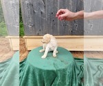 Small #5 Breeder Profile image