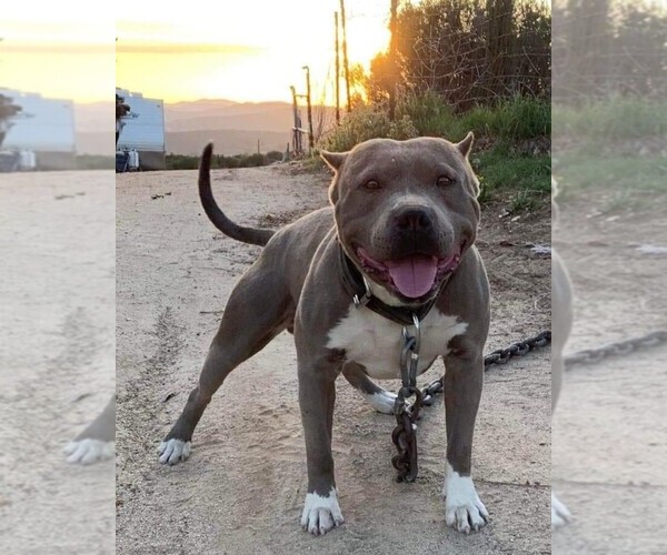 Medium Photo #1  Breeder Profile in BOULEVARD, CA, USA