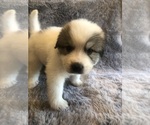 Small #11 Breeder Profile image