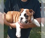 Small Photo #8  Breeder Profile in GREEN FOREST, AR, USA