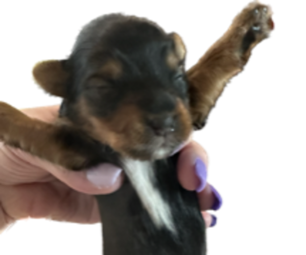 Medium Photo #1  Breeder Profile in FREDERICK, MD, USA