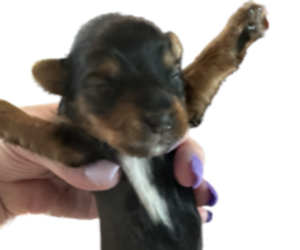 Yorkshire Terrier Dog Breeder in FREDERICK,  USA