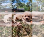 Small #9 Breeder Profile image