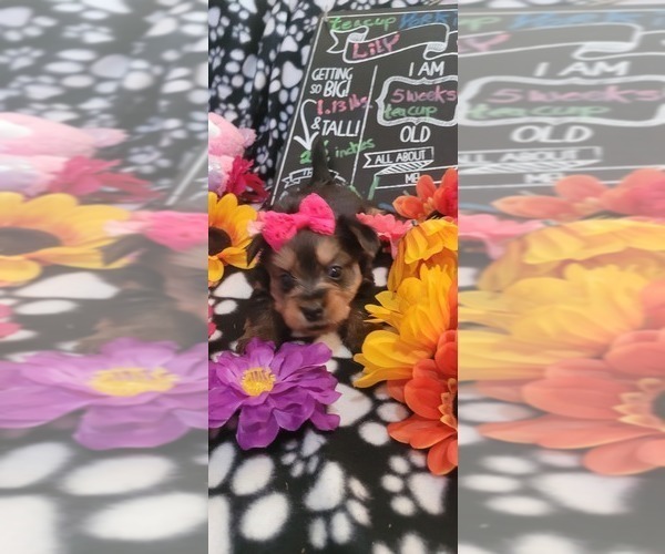 Medium Photo #243  Breeder Profile in AKRON, OH, USA