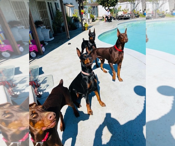 Medium Photo #1  Breeder Profile in CHERRY VALLEY, CA, USA